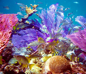 Nassau Reef Dive Sites